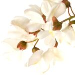 Acacia negra (robinia)