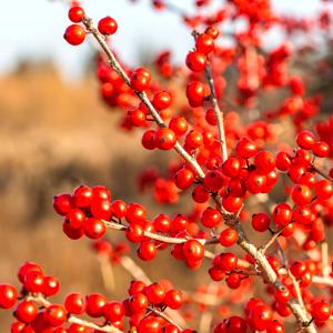 Acebo rojo de invierno