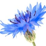 Aciano, flor del abelmosco, abelmosco de Abisinia