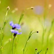 Aciano, flor del abelmosco, abelmosco de Abisinia