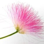 Albizia