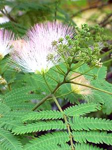 Albizia