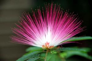 Albizia
