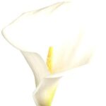 Alcatraz (lirio cala)