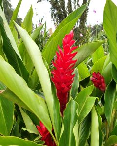 Alpinia