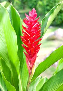 Alpinia
