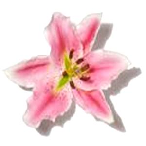 Alstroemeria