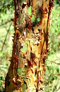 Amburana Wood