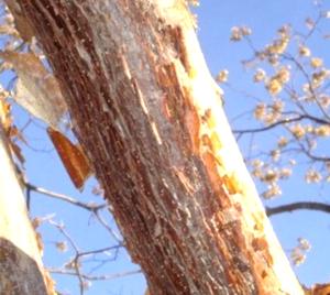 Amburana Wood