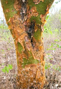Amburana Wood