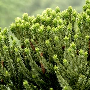 Araucaria