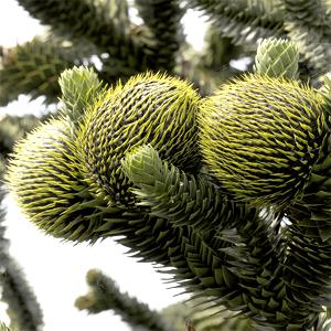 Araucaria