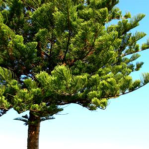 Araucaria