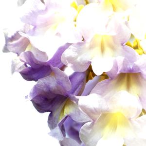 árbol de la Emperatriz (paulonia)