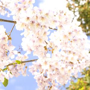 árbol de la Emperatriz (paulonia)