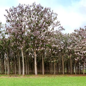 árbol de la Emperatriz (paulonia)