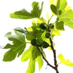 árbol de la higuera