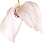 árbol de los pañuelos (davidia)