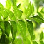 árbol del nim (margosa)