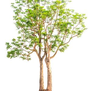 árbol del nim (margosa)