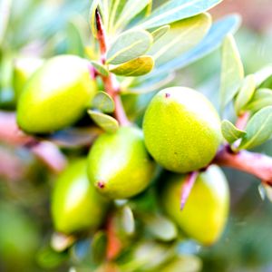Árbol de Argán