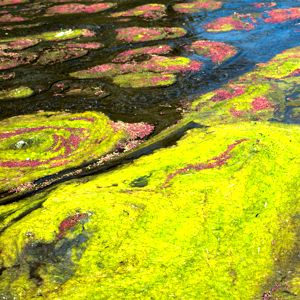 Azolla