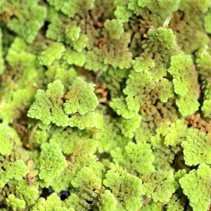 Azolla