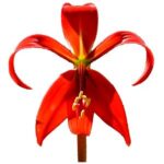 Lirio Azteca