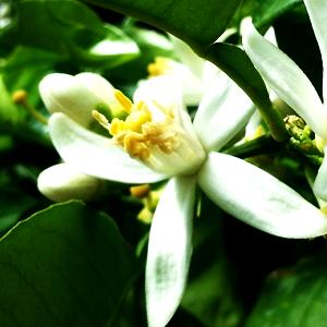 Bergamot Blossom