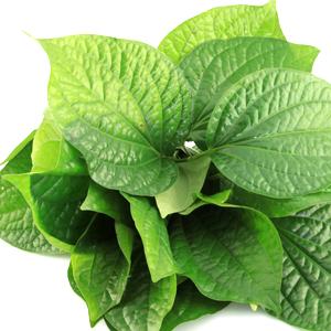 Betel Leaf