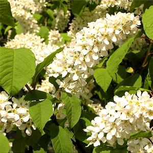 Bird cherry