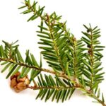 Hemlock oriental