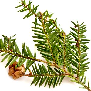 Hemlock oriental