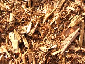 Blonde Woods