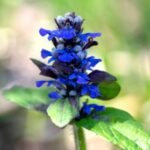 Blue Bugle
