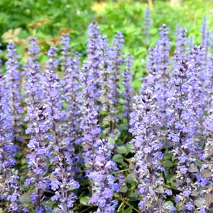 Blue Bugle