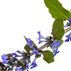 Blue Bugle