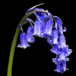 Bluebell
