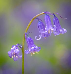 Bluebell