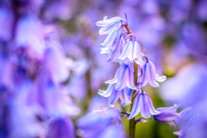 Bluebell