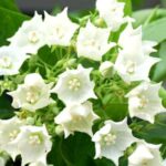 Pan Flower
