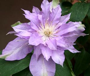 Fleur De Lilac Bud Parfums