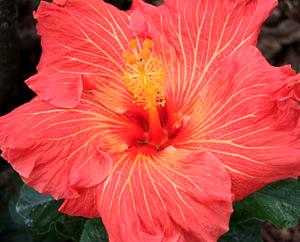 Ooh La La Bud Parfums