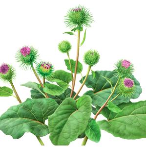 Burdock