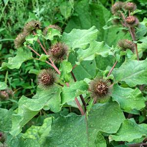 Burdock