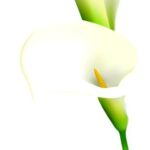 Calla Lily