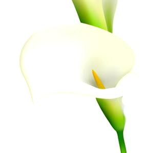 Calla Lily
