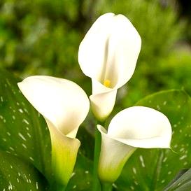 Calla Lily