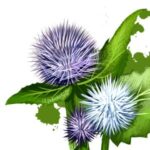 Caña agria (cañuela santa)