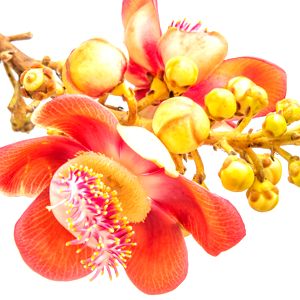 Bala de cañón Flower